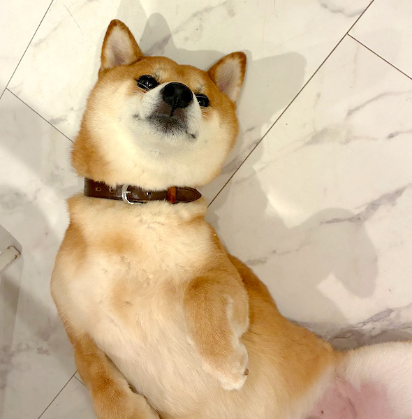 レイ