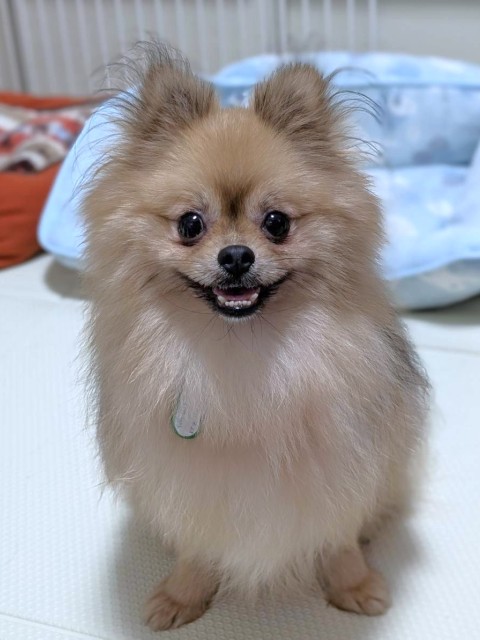 ポメラニアン