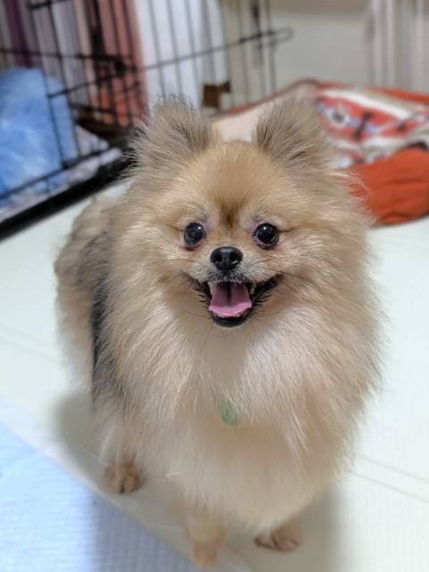ミカエラ