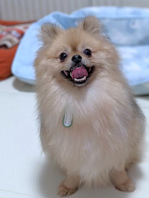 ミカエラ