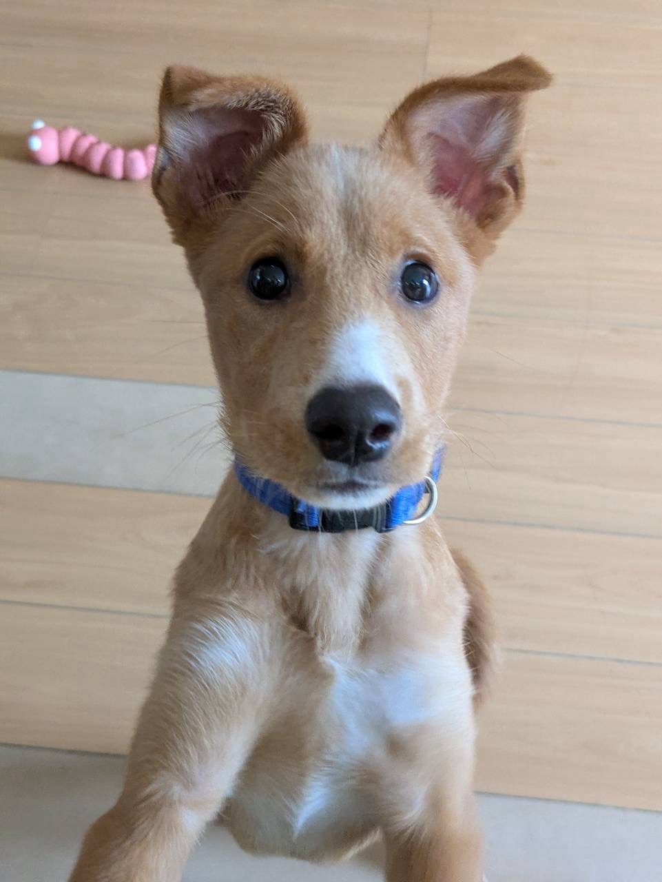 犬種不明