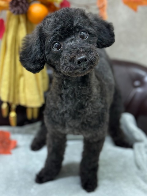 マキホ