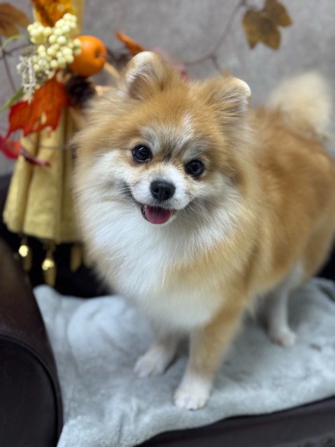 ポメラニアン