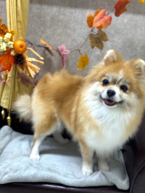 メレア