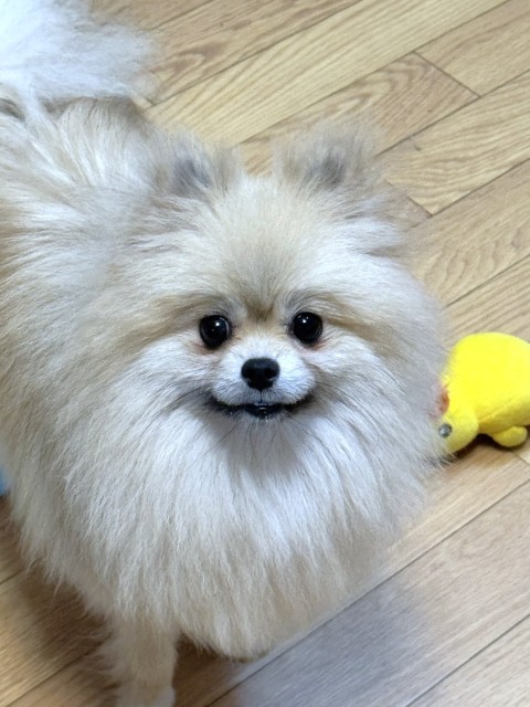 ポメラニアン