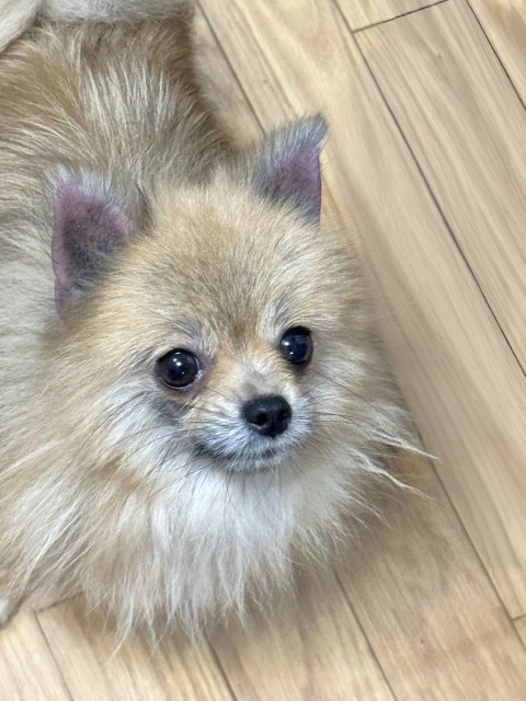 ペティ