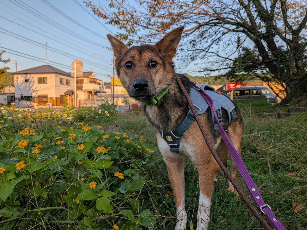 犬種不明