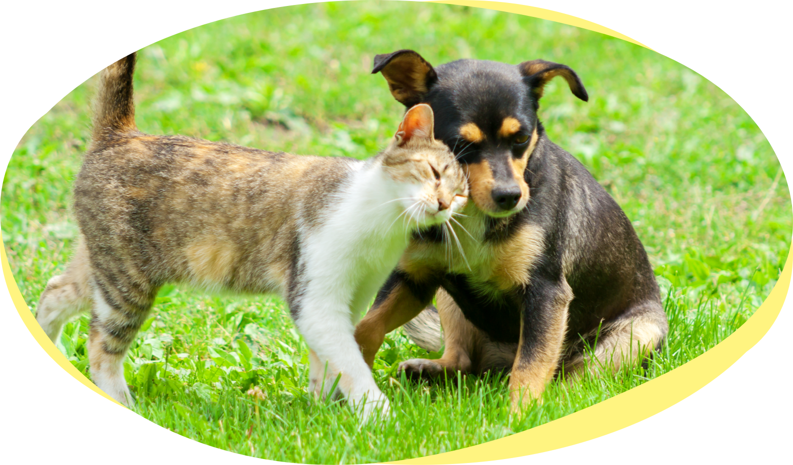保護犬・保護猫と里親をつなげるカインズの新しいサービス 「しっぽの出逢い」のご紹介