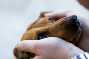 保護犬を迎えるってどういうこと？条件や注意したいポイントを解説【獣医師監修】