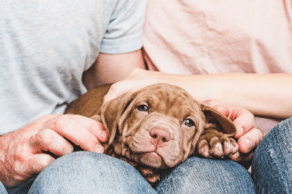 「犬の十戒」は子犬を迎える前に必ず読んで！飼い主として知っておきたいその内容とは？【ペットロスを研究する大学教授監修】